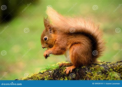 在树桩的红松鼠 库存图片 图片 包括有 背包 逃避 环境 一个 耳朵 爪子 好奇 敌意 眼睛 39939191