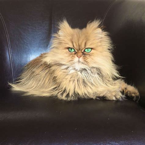 Meet Lilly And Evy The Adorable Golden Persian Cats With