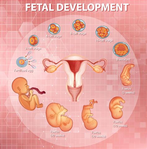 Stages Human Embryonic Development Stock Image Vectorgrove Royalty