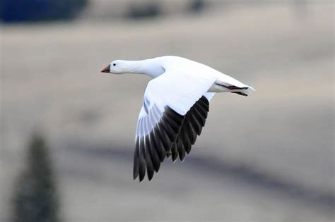 Montana Birding Another Look At Snow Geese