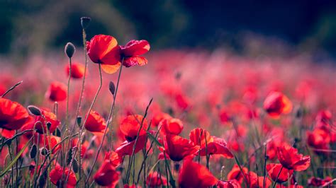 Poppy Wallpaper Hd Flowers 4k Wallpapers Images Photos And Background