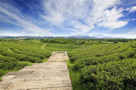 Green Tea Farm With Blue Sky Background Stock Image Image Of