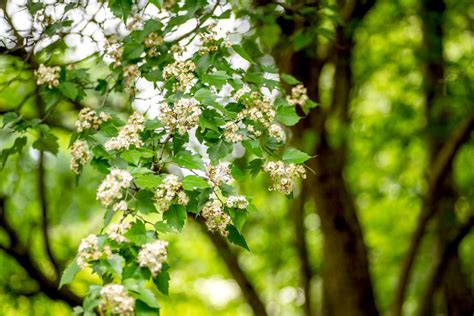 How To Grow And Care For Washington Hawthorn