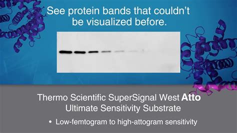 Thermo Scientific Supersignal West Atto Ultimate Sensitivity Substrate Signal Like Never