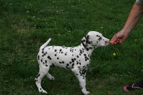 All puppies sold are delivered to buyer's address within 48 hours of purchase. Beautiful Dalmatian Puppies | Sittingbourne, Kent | Pets4Homes