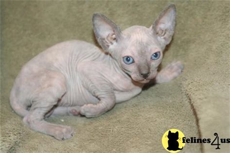 Sphynx Kitten For Sale Sphynx Black Female Tortie 9 Yrs And 5 Mths Old