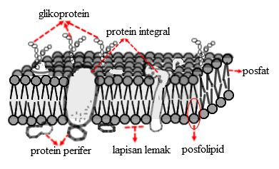 Struktur Membran Sel Dan Fungsinya