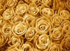 Usernamepasaa Rose Gold Flowers Background Red And Gold Rose Hd