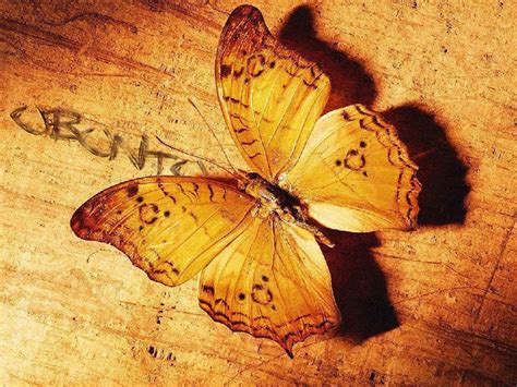 Beautiful Butterflies Butterflies Wallpaper 9481707 Fanpop