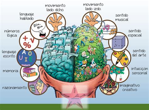 Arriba 40 Imagen Hemisferios Cerebrales Mapa Mental Abzlocalmx