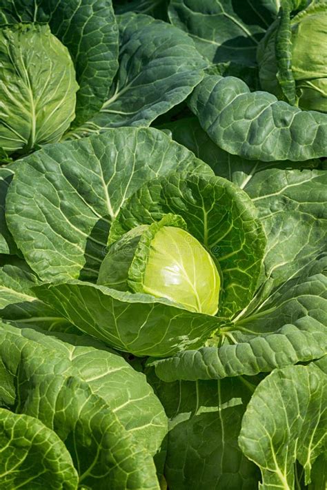 Close Up Of Fresh Green Cabbage In Vegetable Garden Stock Image Image