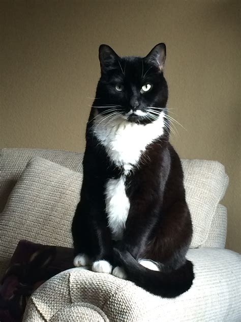 Beautiful Tuxedo Cat Insolite
