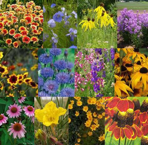 Midwest Wildflower Mix Foothills Seed Inc