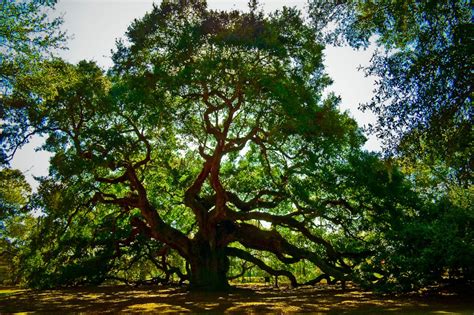 Awesome Old Angel Oak Tree Photograph Louis Dallara Photography