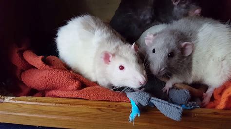 Rats Caught Snuggling Together Youtube
