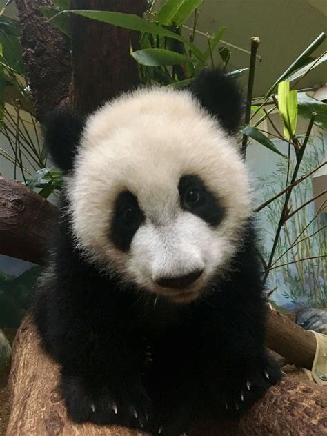 Panda Updates Wednesday May 3 Zoo Atlanta