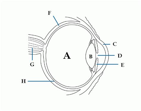Basic Eye Anatomy Purposegames