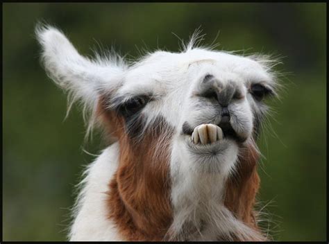 Funny Llama Pictures Funny Animal