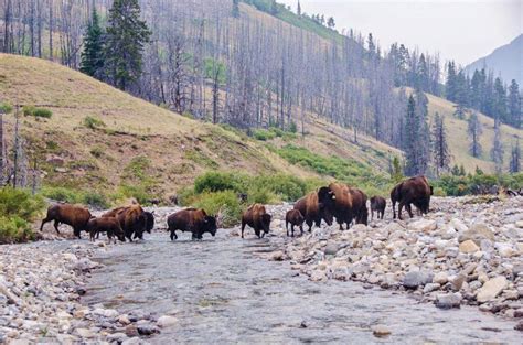 Where The Buffalo Roam Bison In Banff National Park