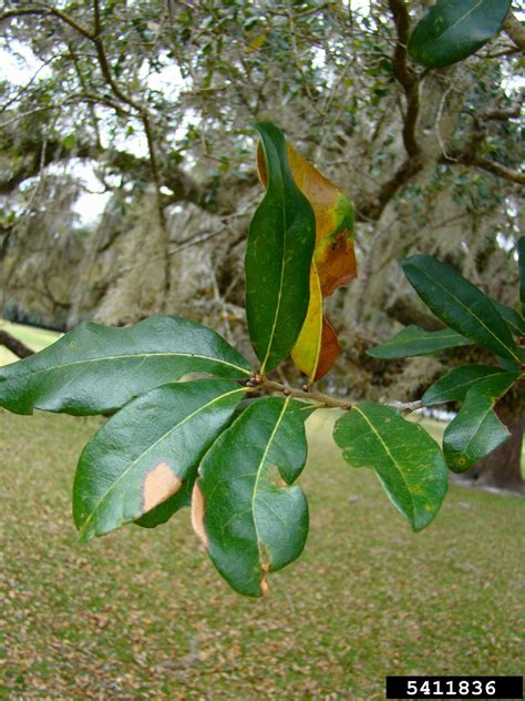 Live Oak Quercus Virginiana Fagales Fagaceae 5411836