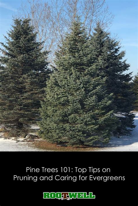 How To Take Care Of Evergreen Trees