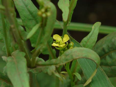 ¿ Brassica Juncea L Czern Dinesh Valke Flickr