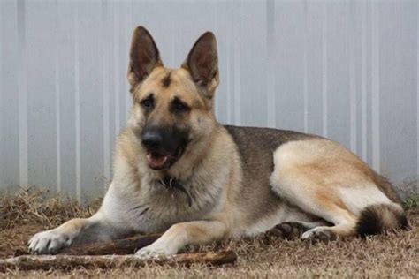 Visit our sable german shepherd puppies for sale page to learn more about german shepherd akc registration assistance. AKC German Shepherd Puppies for Sale in Peebles, Ohio ...