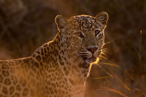 Free Images Wildlife Fauna Savanna Leopard Whiskers