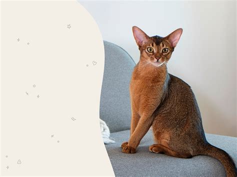 Abyssinian Cat Breed History And Some Interesting Facts