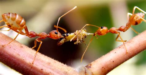Fileweaver Ant Carrying Food Wikimedia Commons