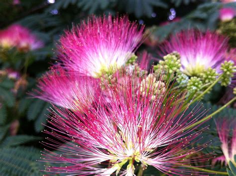 Green Witch Of The South — Mimosa Tree Silk Tree Folklore And