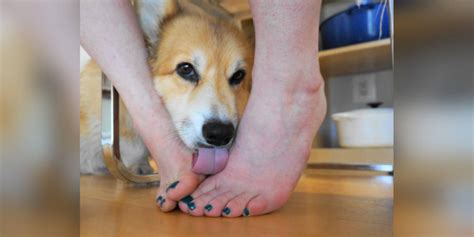 What Does It Mean When Your Dog Licks Feet Unveiling The Reasons