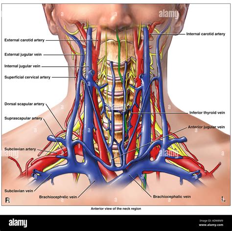 Anatomy Of The Arteries Veins And Nerves Of The Cervical Neck Spine