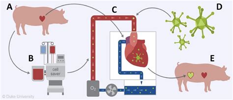 A Porcine Heterotopic Heart Transplantation Protocol For Delivery Of