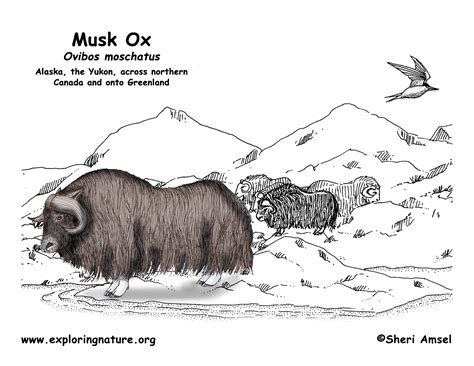 Read more cutest panda coloring pages: Download Muskox coloring for free - Designlooter 2020 👨‍🎨