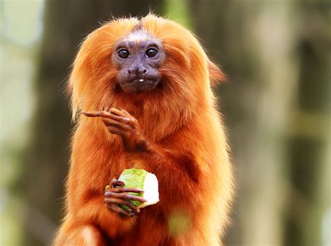 Finger Monkey Information Fact And Cost Of Keeping Loyfly