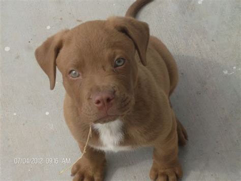 However, there are various other color varieties of the pitbull (i.e. Cute Pit Bull Puppies - Puppy Pictures