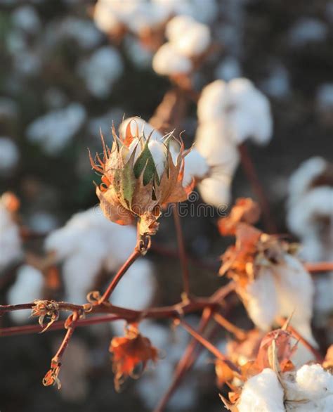 Close Up View Of A Cotton Plant Ready To Harvest In A Cotton Field