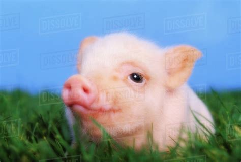 Baby Pig Lying On Grassbritish Columbia Canada Stock Photo Dissolve