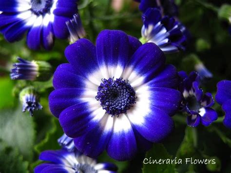 1 can you pick up packages from ups early: Cineraria Flower Houseplant Pictures and Care