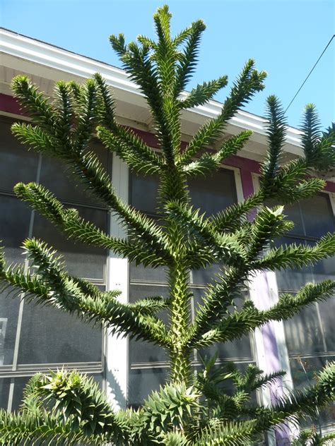 How many types of cacti are there? Mattie's Blog and his Fight Against Osteosarcoma