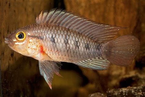 New species of the Amazon rainforest - in pictures | Cichlids