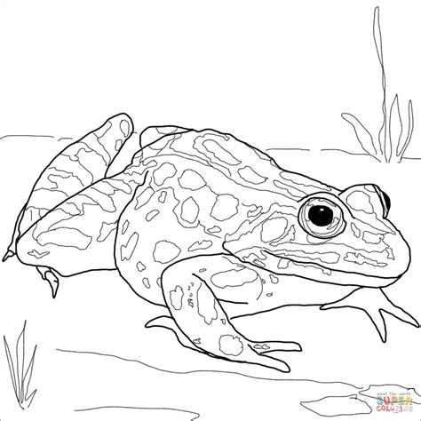 50 Frog Coloring Pages Images