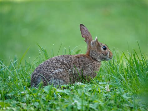 Hares Pikas And Rabbits Aka Lagomorphs Mu 43