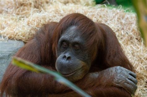 Young Orangutans Have Sex Specific Role Models Psychreg