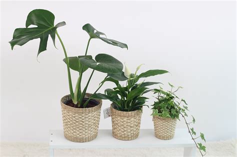 Bonsai ini memang bisa dijadikan tanaman hias berkualitas untuk memperindah tampilan rumah. Aneka Tanaman Hias untuk Dekorasi di Dalam Rumah ...