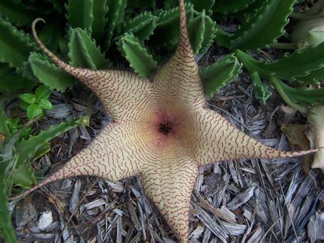 Cactus, commonly known as cacti, is a family of succulent and thorny plants. STAPELIA Star Cactus Plant 1 Cutting Approximately 6 inches