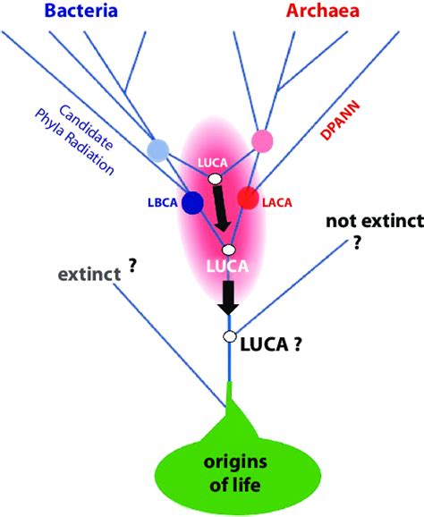 2 If All Extant Cellular Life On Earth Were Known To Us The Last