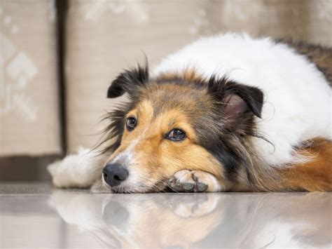 Discoid Lupus Erythematosus In Dogs
