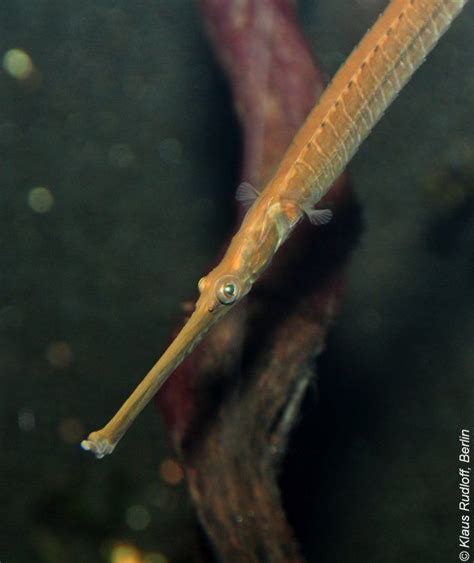 Image Doryichthys Boaja Long Snouted Pipefish Freshwater Seahorse
